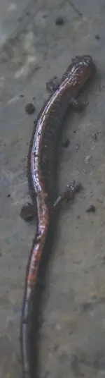 crinoid 004_2.webp