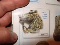 Treasure-Hunting-Horse-Head.webp