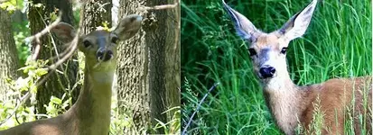 Deer pics1.webp