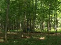 T in woods.webp T in woods.webp