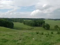 T down hill.webp