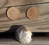 tokens_front.webp
