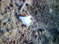 mn.webp