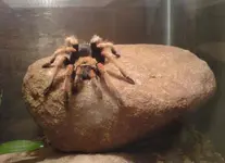Spider in tank.webp
