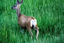 muledeer.webp