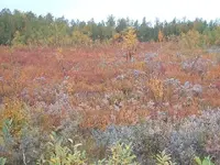 Lappland 018.webp