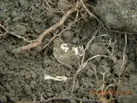 coins 170.webp