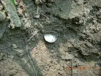 coins 172.webp