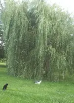willow e.webp