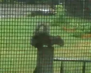 Strawberry-Squirrel.webp