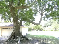 1-marker  tree.webp