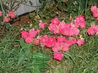 allens coin shots 040.webp