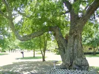2-marker tree.webp