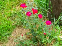 allens coin shots 041.webp