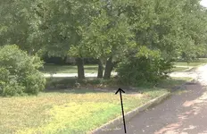3-rock under oak trees.webp