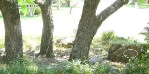 4-rock under three oak trees.webp