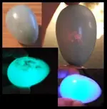 Egggg.webp