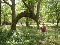 Indian thong tree and Margaret.jpg