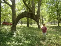 Indian thong tree and Margaret.webp