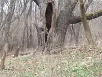 pooroldtree (Small).webp