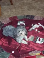 Teddy.webp