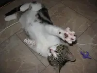 Relic playing with his dinosaur.webp