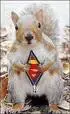 squirrel.webp