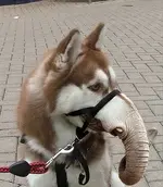 newdog.webp