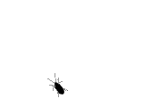 roach.gif