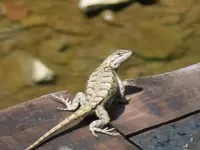 Bridge Lizard.webp