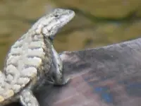 Bridge Lizard 2.webp