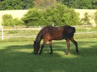 speckled horse.webp