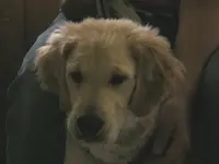 pretty puppy.webp