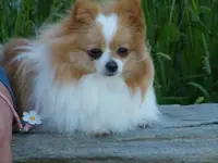 pretty pom 2.webp