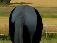horses arse award.webp