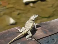 Bridge Lizard[1].webp
