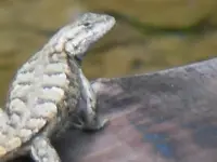 Bridge Lizard 2[1].webp