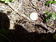 000_1874.webp