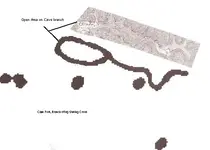 Cave Fork Branch.webp