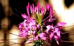 spider plant 1.webp