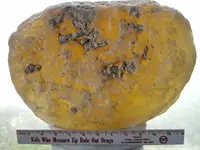 Gold Beach Beeswax (5).webp