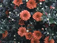 rusty cushion mums.webp