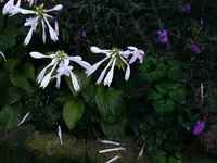 lilys and butterfly bush.webp