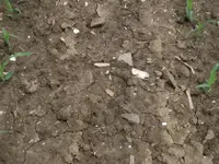 Shell,bone, pottery.webp
