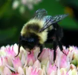 fuzzy bee.webp