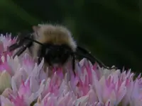 bee on seedum.webp