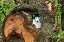 Tree cat.webp