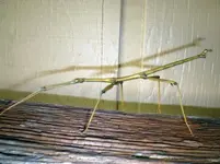 walking stick2.webp