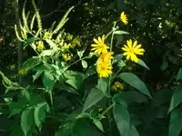 allens coin shots 012.webp