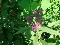 allens coin shots 013.webp